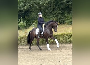 German Sport Horse, Mare, 5 years, 16,2 hh, Brown