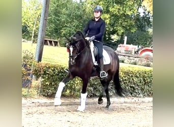 German Sport Horse, Mare, 5 years, 16,2 hh, Brown