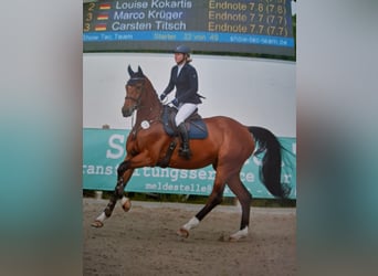 German Sport Horse, Mare, 5 years, 16,2 hh, Brown