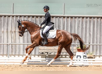 German Sport Horse, Mare, 5 years, 16,2 hh, Chestnut
