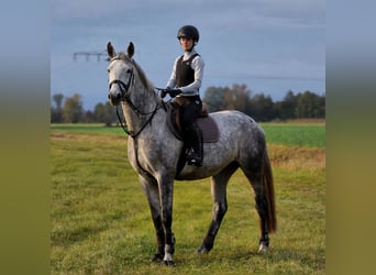 German Sport Horse, Mare, 5 years, 16,2 hh, Grey