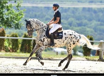 German Sport Horse, Mare, 5 years, 16,2 hh, Leopard-Piebald