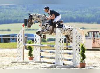 German Sport Horse, Mare, 5 years, 16,2 hh, Leopard-Piebald