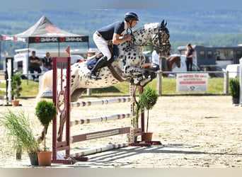 German Sport Horse, Mare, 5 years, 16,2 hh, Leopard-Piebald