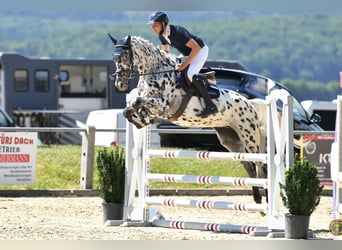German Sport Horse, Mare, 5 years, 16,2 hh, Leopard-Piebald