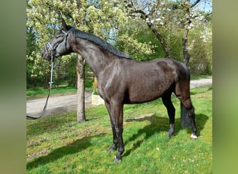German Sport Horse, Mare, 5 years, 16,2 hh, Smoky-Black