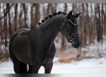 German Sport Horse, Mare, 5 years, 16,3 hh, Black