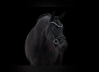 German Sport Horse, Mare, 5 years, 16,3 hh, Black