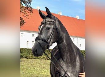 German Sport Horse, Mare, 5 years, 16,3 hh, Grey-Dark-Tan