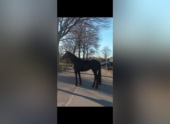 German Sport Horse, Mare, 5 years, 17.2 hh, Black