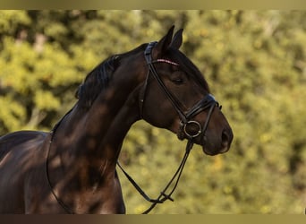 German Sport Horse, Mare, 5 years, 17 hh, Bay-Dark