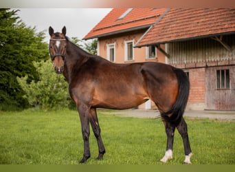 German Sport Horse, Mare, 5 years, 17 hh, Bay-Dark