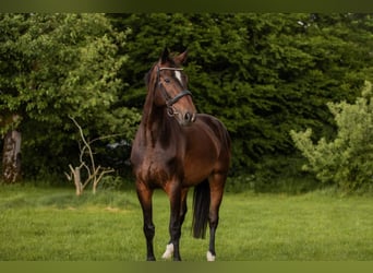 German Sport Horse, Mare, 5 years, 17 hh, Bay-Dark