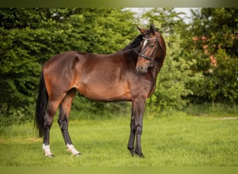 German Sport Horse, Mare, 5 years, 17 hh, Bay-Dark