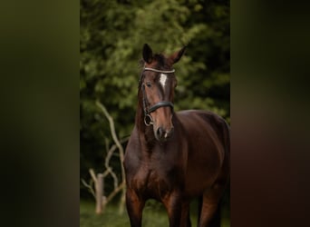German Sport Horse, Mare, 5 years, 17 hh, Bay-Dark