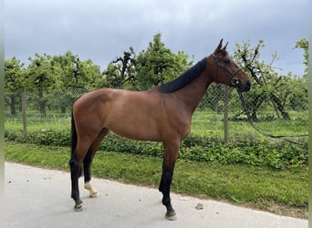 German Sport Horse, Mare, 5 years, 17 hh, Bay-Dark