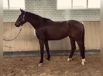 German Sport Horse, Mare, 5 years, 17 hh, Bay-Dark