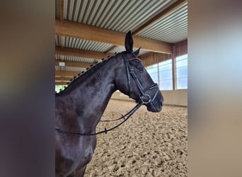German Sport Horse, Mare, 5 years, 17 hh, Black