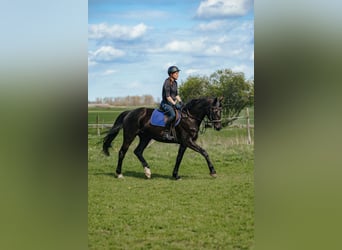 German Sport Horse, Mare, 5 years, 17 hh, Black