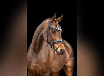 German Sport Horse, Mare, 5 years, 17 hh, Brown