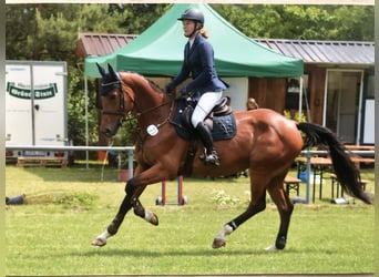 German Sport Horse, Mare, 5 years, 17 hh, Brown