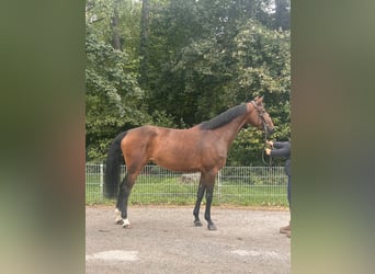 Deutsches Sportpferd, Stute, 5 Jahre, 17 hh, Brauner