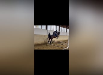 German Sport Horse, Mare, 5 years, 17 hh, Brown