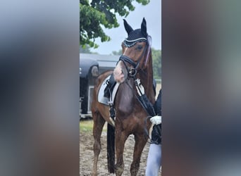 German Sport Horse, Mare, 5 years, 17 hh, Chestnut-Red