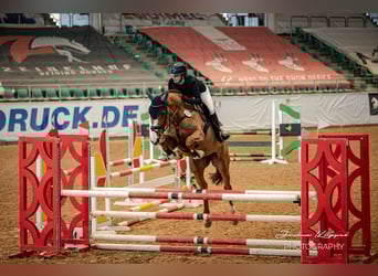 German Sport Horse, Mare, 5 years, 17 hh, Chestnut-Red