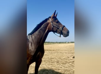 German Sport Horse, Mare, 5 years, 17 hh, Smoky-Black