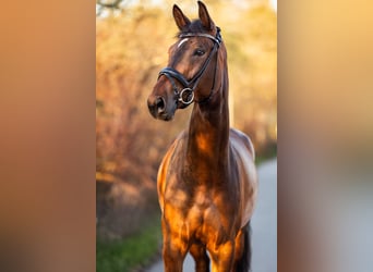German Sport Horse, Mare, 5 years, 17,1 hh, Brown