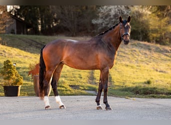 German Sport Horse, Mare, 5 years, 17,1 hh, Brown