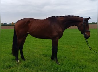 German Sport Horse, Mare, 5 years, Brown