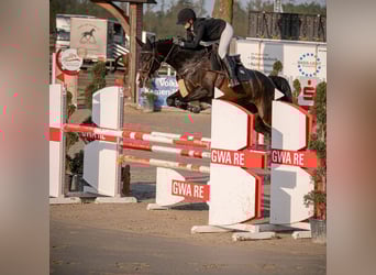 German Sport Horse, Mare, 5 years, Brown