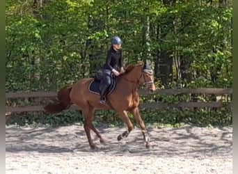 German Sport Horse, Mare, 5 years, Chestnut-Red