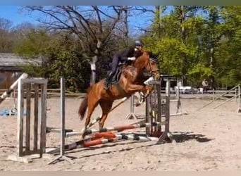 German Sport Horse, Mare, 5 years, Chestnut-Red