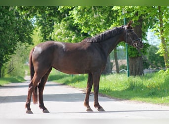 German Sport Horse, Mare, 6 years, 15.2 hh, Chestnut