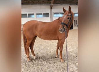 German Sport Horse, Mare, 6 years, 15.2 hh, Chestnut-Red