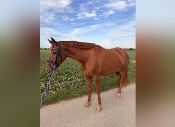 German Sport Horse, Mare, 6 years, 15.2 hh, Chestnut-Red