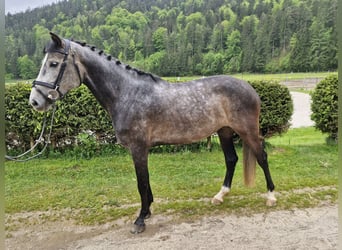German Sport Horse, Mare, 6 years, 15.2 hh, Grey-Dapple