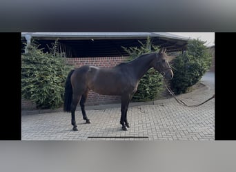 German Sport Horse, Mare, 6 years, 15,3 hh, Bay-Dark