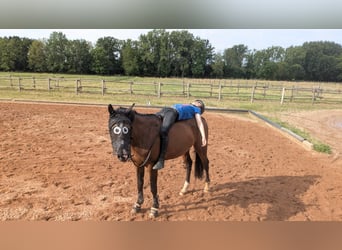 German Sport Horse, Mare, 6 years, 15,3 hh, Brown