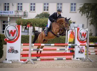 German Sport Horse, Mare, 6 years, 15,3 hh, Brown