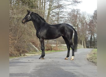 German Sport Horse, Mare, 6 years, 16.1 hh, Bay-Dark
