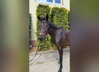 German Sport Horse, Mare, 6 years, 16.1 hh, Bay-Dark