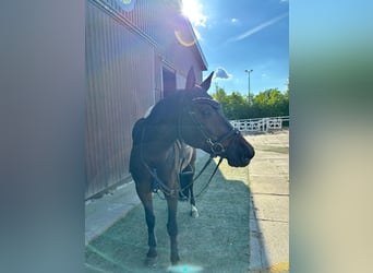 German Sport Horse, Mare, 6 years, 16.1 hh, Bay-Dark