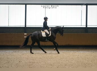 German Sport Horse, Mare, 6 years, 16.1 hh, Black