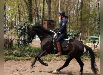 German Sport Horse, Mare, 6 years, 16.1 hh, Black