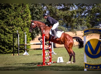 German Sport Horse, Mare, 6 years, 16.1 hh, Brown