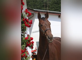 German Sport Horse, Mare, 6 years, 16.1 hh, Chestnut